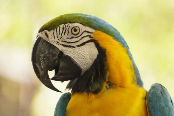 Pájaro guacamayo — Foto de Stock