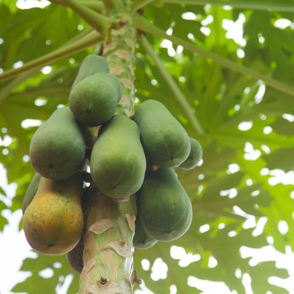 Papaya lóg a fán — Stock Fotó