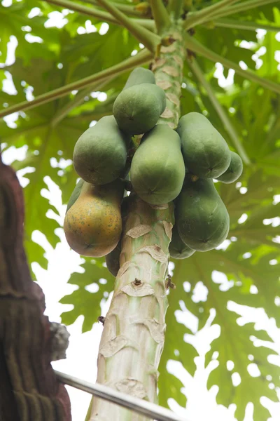 Papaya hängande från trädet — Stockfoto
