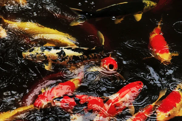 Peixes Koi alimentando-se em uma lagoa — Fotografia de Stock