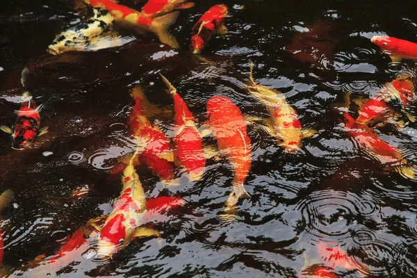 Peixes Koi alimentando-se em uma lagoa — Fotografia de Stock