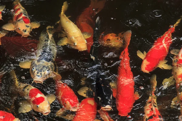 Peixes Koi alimentando-se em uma lagoa — Fotografia de Stock