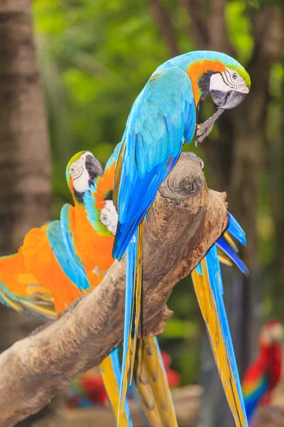 Aves da espécie Macaw — Fotografia de Stock