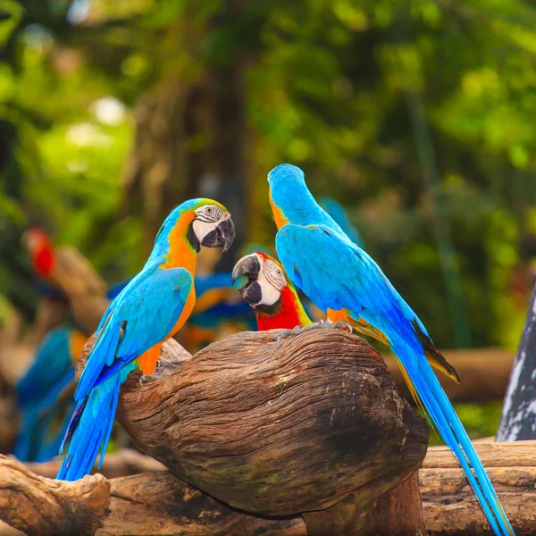 Aves da espécie Macaw — Fotografia de Stock