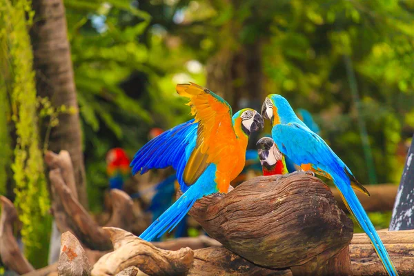 Amerika papağanı kuşlar — Stok fotoğraf