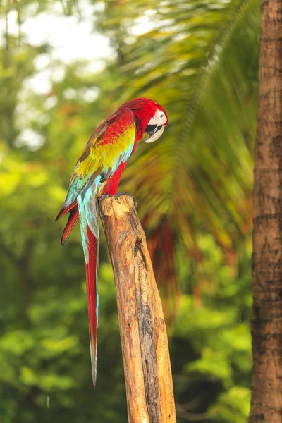 コンゴウインコ鳥 — ストック写真