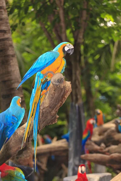 Aves da espécie Macaw — Fotografia de Stock