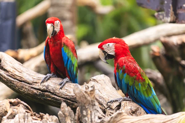 Amerika papağanı kuşlar — Stok fotoğraf