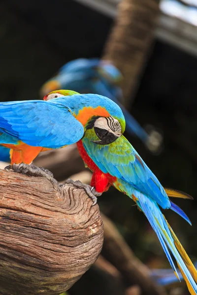 Ara vogels — Stockfoto