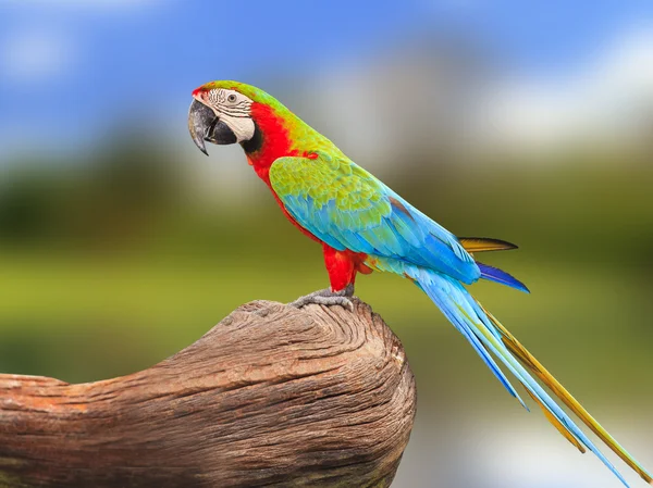 Pájaro guacamayo colorido — Foto de Stock