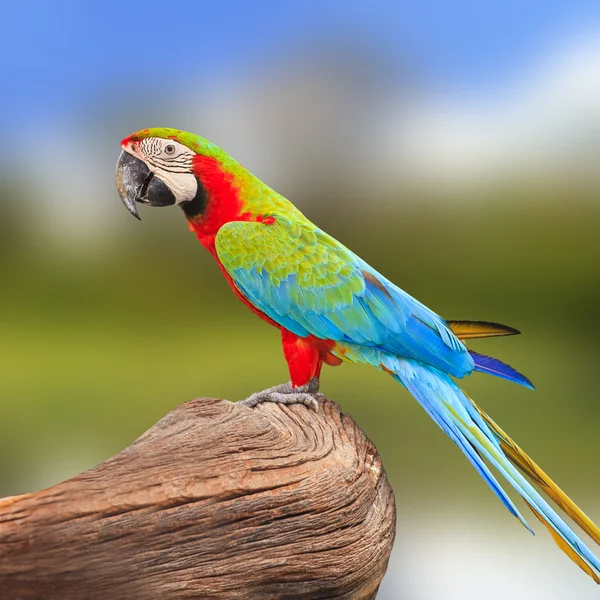 Oiseau aras coloré — Photo
