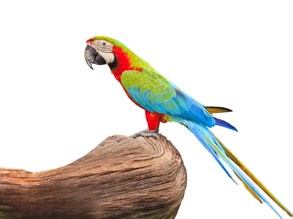 Macaw pássaro em um fundo branco com caminho de recorte — Fotografia de Stock