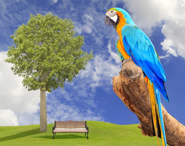 コンゴウインコ鳥と青い空と緑の草 — ストック写真