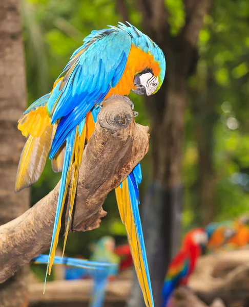 Ara vogels — Stockfoto