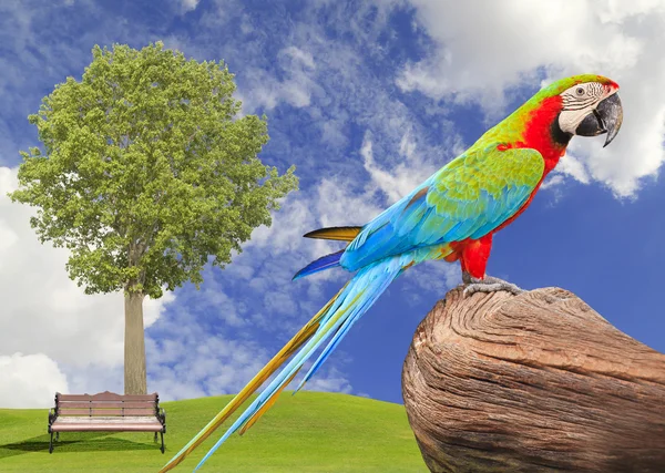 Pájaro guacamayo y hierba verde con cielo azul — Foto de Stock