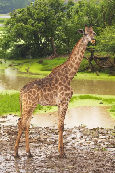 Giraffe — Stockfoto