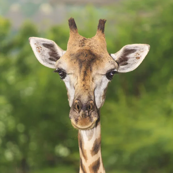 Giraffe — Stock Photo, Image