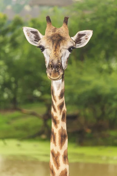 Giraffa — Foto Stock