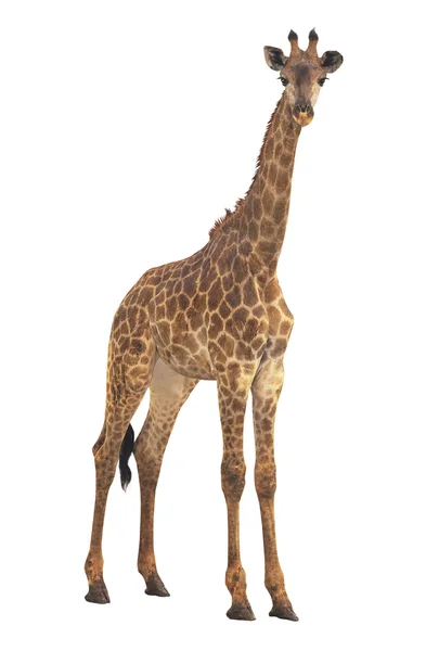 Giraffa — Foto Stock