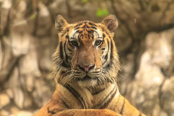 Tijger — Stockfoto