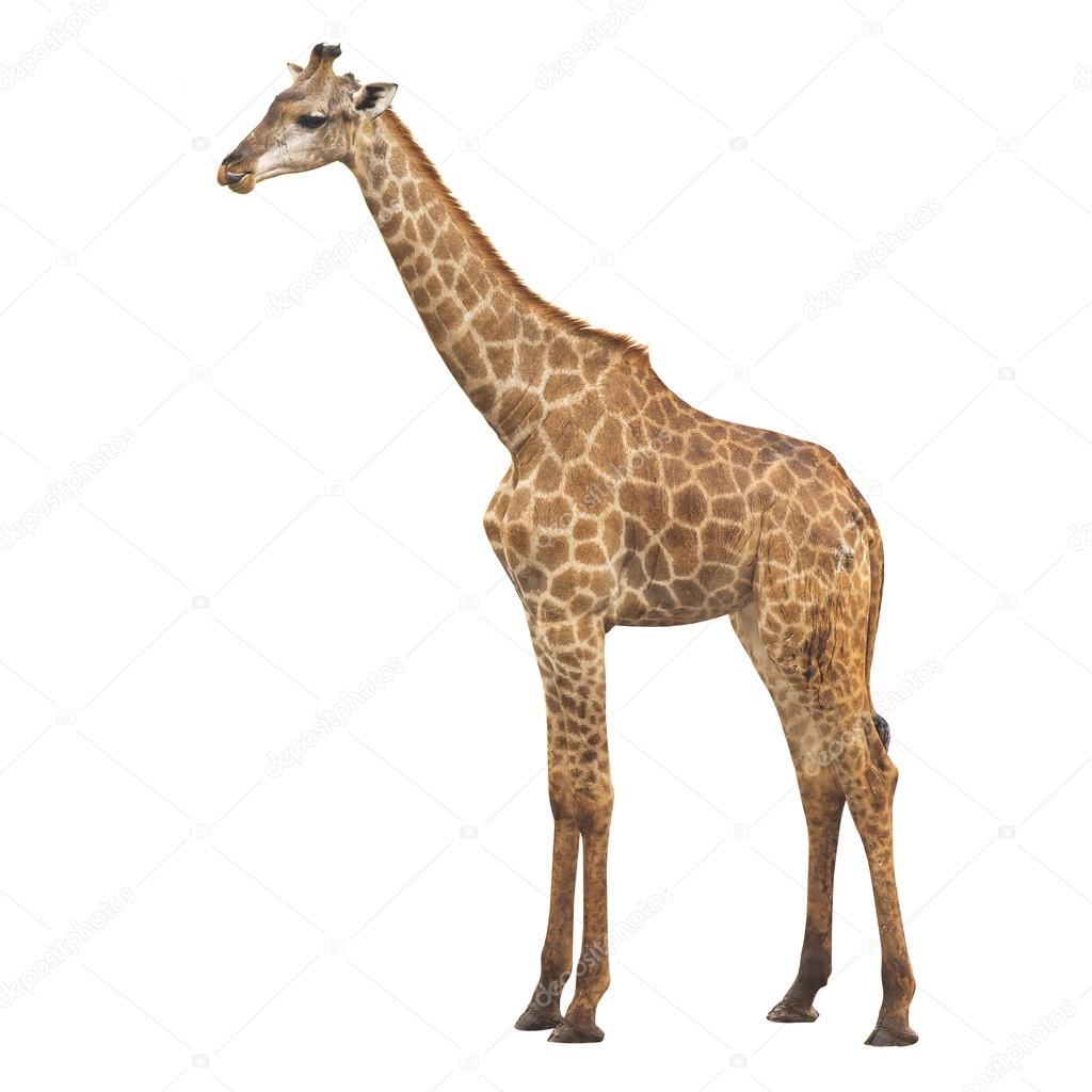 Giraffe on a white background with clipping path