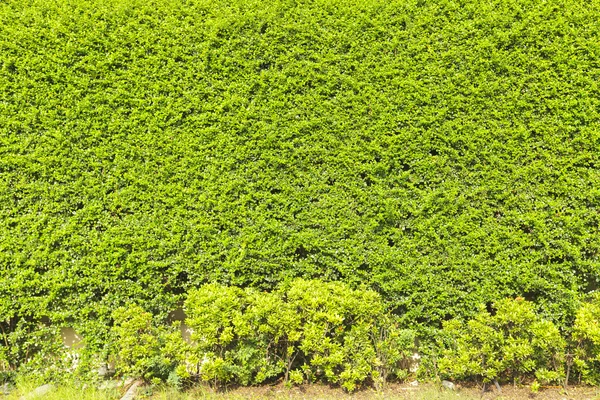 绿色的爬山虎植物 — 图库照片