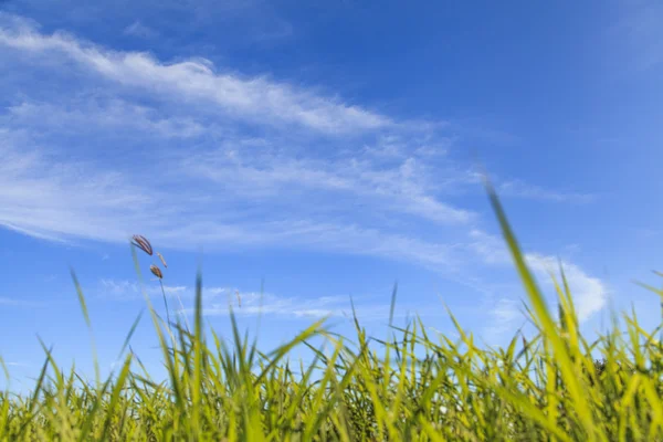 Summer landscape — Stock Photo, Image