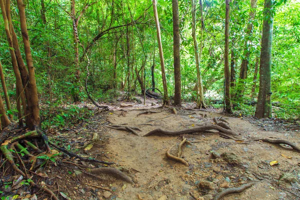 Floresta Tropical — Fotografia de Stock