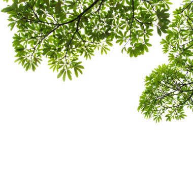 beyaz arkaplanda yeşil yapraklar