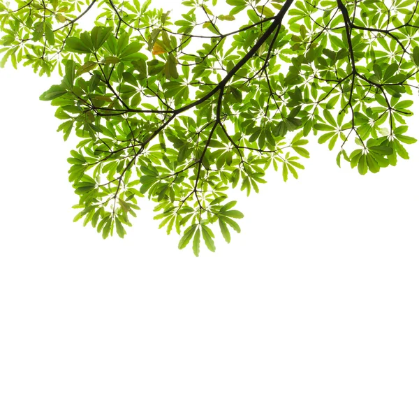 Gröna blad på vit bakgrund — Stockfoto