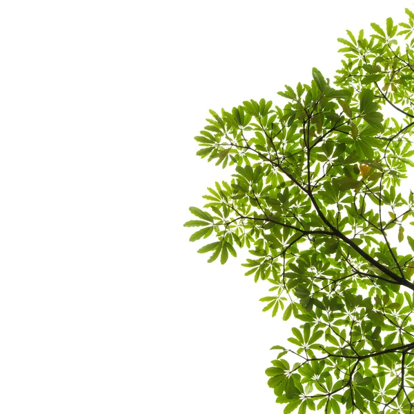 beyaz arkaplanda yeşil yapraklar