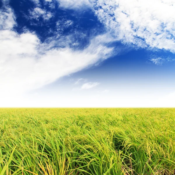 Rice fields — Stock Photo, Image