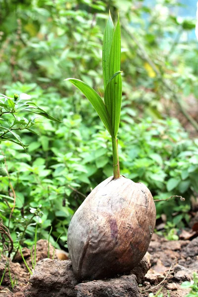 Kokos plantor — Stockfoto