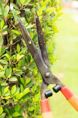 elinde makasla yeşil bush keser