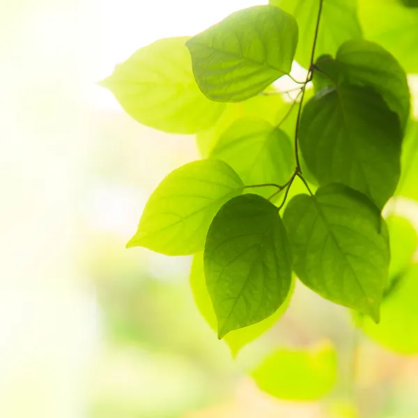 Gröna blad — Stockfoto