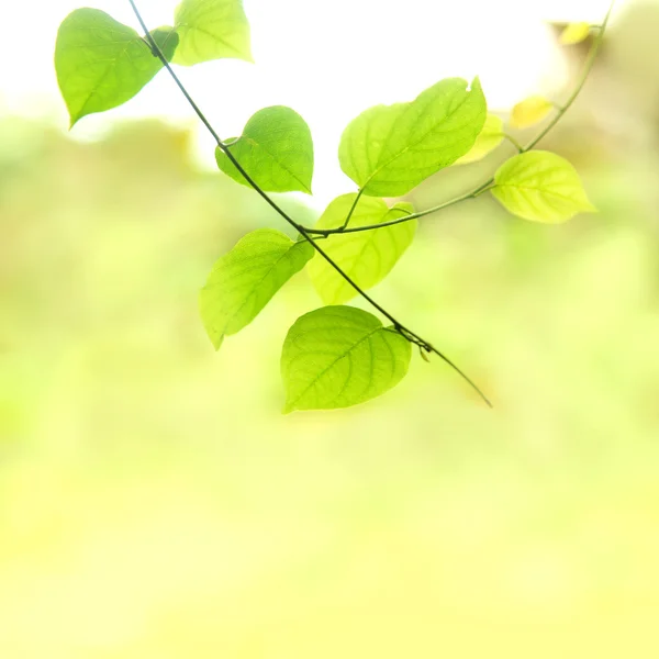 Yeşil yapraklar — Stok fotoğraf