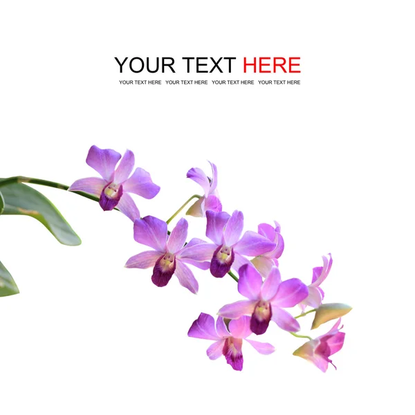 Lila Orchideenblüte — Stockfoto