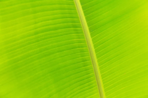 Banana leaf — Stockfoto