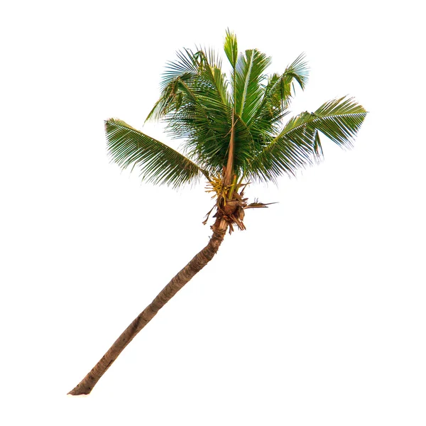 Кокосовая пальма — стоковое фото