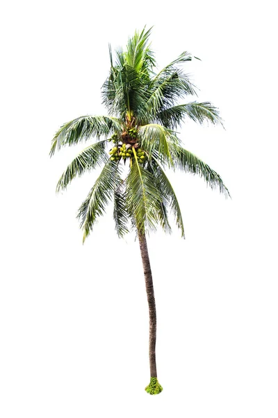 Palmeira de coco — Fotografia de Stock