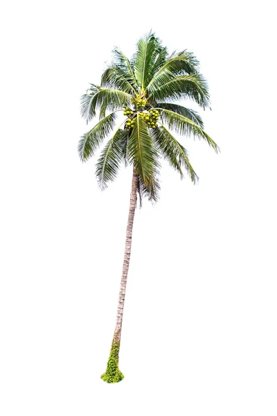 Palmera de coco —  Fotos de Stock