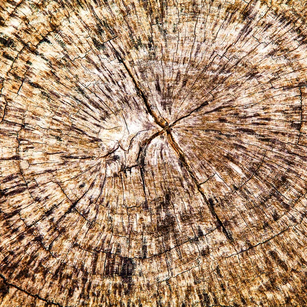 Tree Stump Background — Stock Photo, Image