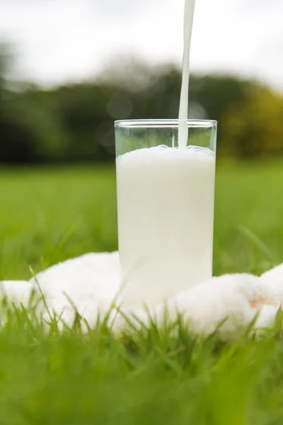 Milch in ein Glas gießen — Stockfoto