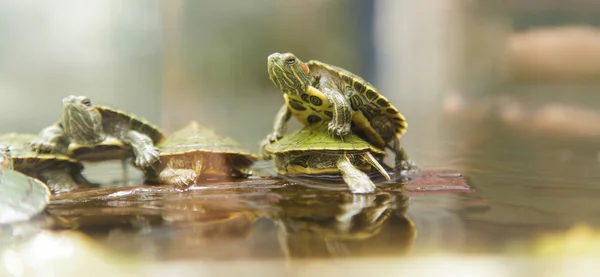 Baby turtles — Stock Photo, Image