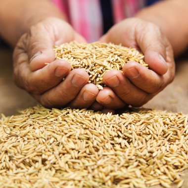 ellerinde paddy ile çiftçi