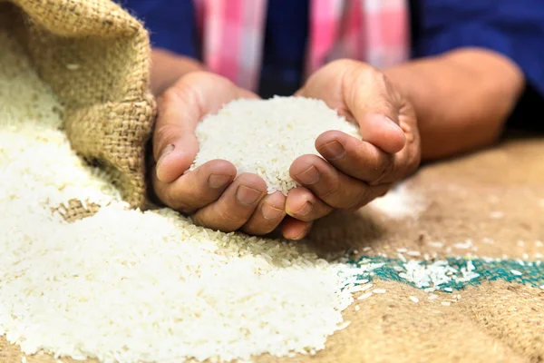 Agricultor con arroz en la mano — Foto de Stock