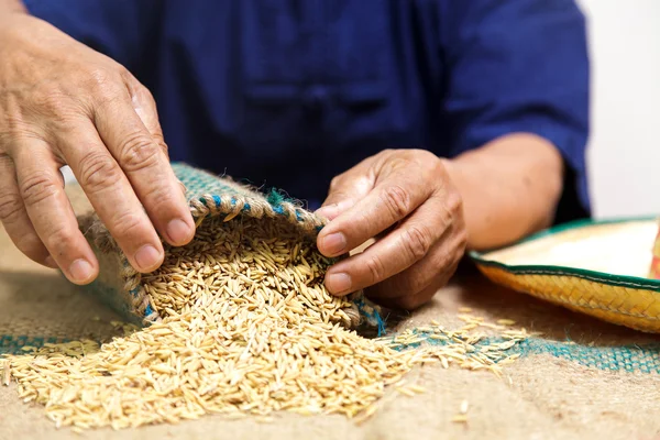 Ellerinde paddy ile çiftçi — Stok fotoğraf