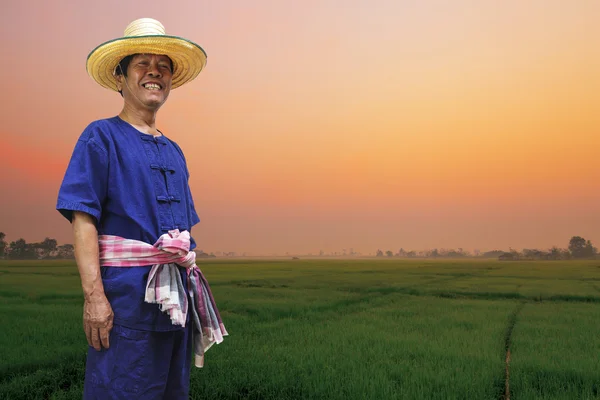 Farmář s rýžovými poli — Stock fotografie