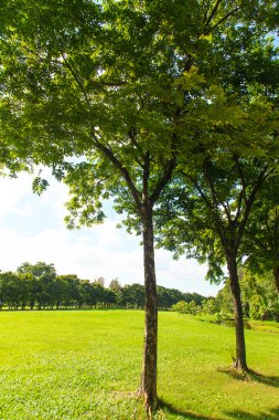 ağaçlar ve çim yeşil park