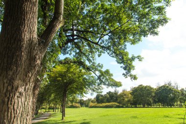 ağaçlar ve çim yeşil park